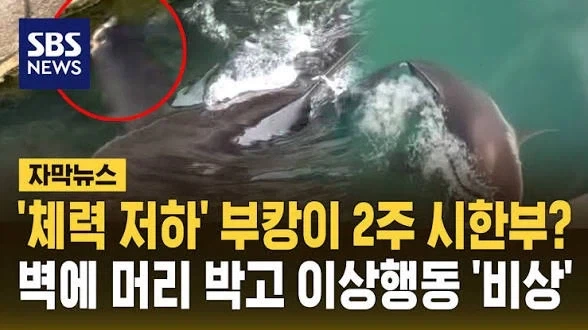시한부 병약 유부녀_1.webp