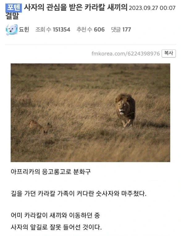 사자의 관심을 받은 카라칼 새끼의 결말._1.webp