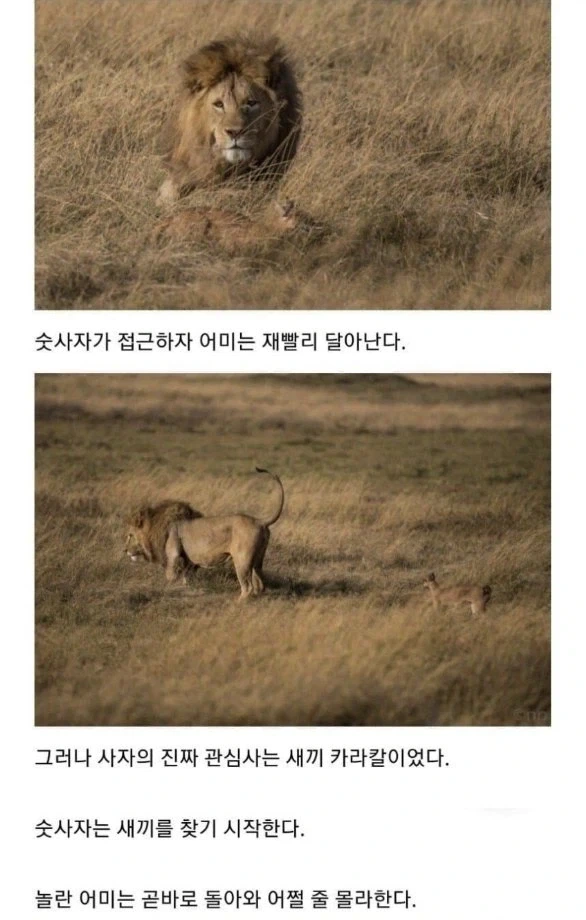 사자의 관심을 받은 카라칼 새끼의 결말._2.webp