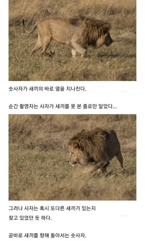 사자의 관심을 받은 카라칼 새끼의 결말._3.webp