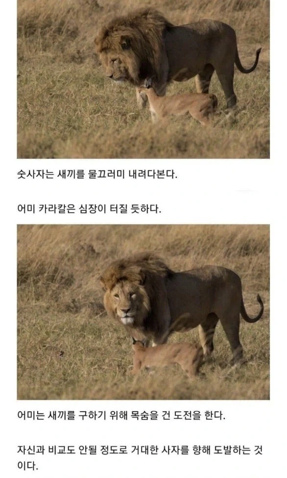 사자의 관심을 받은 카라칼 새끼의 결말._4.webp
