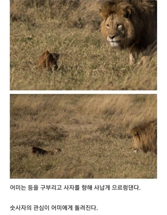 사자의 관심을 받은 카라칼 새끼의 결말._5.webp