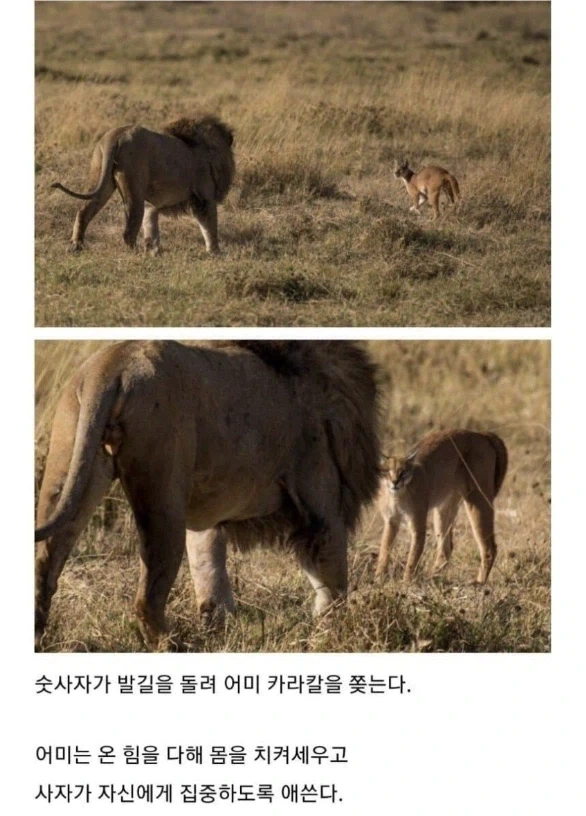 사자의 관심을 받은 카라칼 새끼의 결말._6.webp