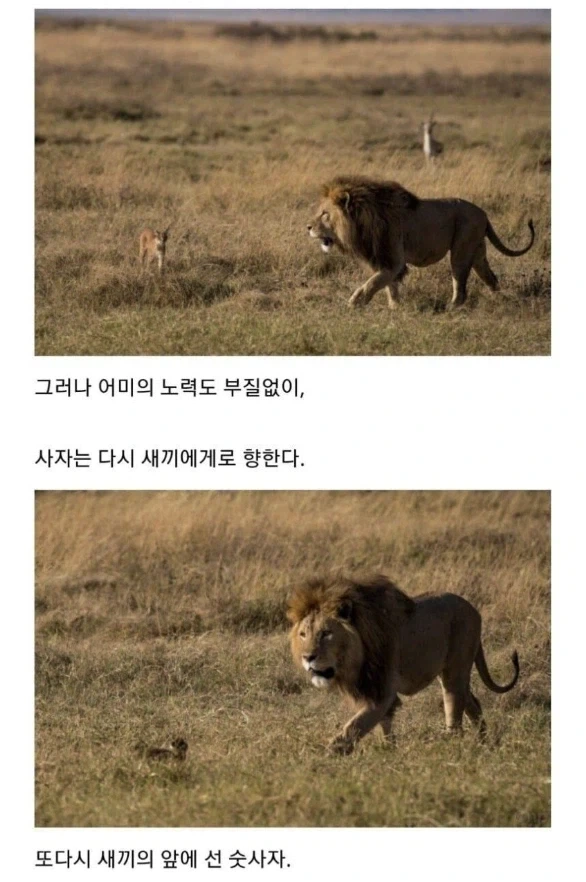 사자의 관심을 받은 카라칼 새끼의 결말._7.webp