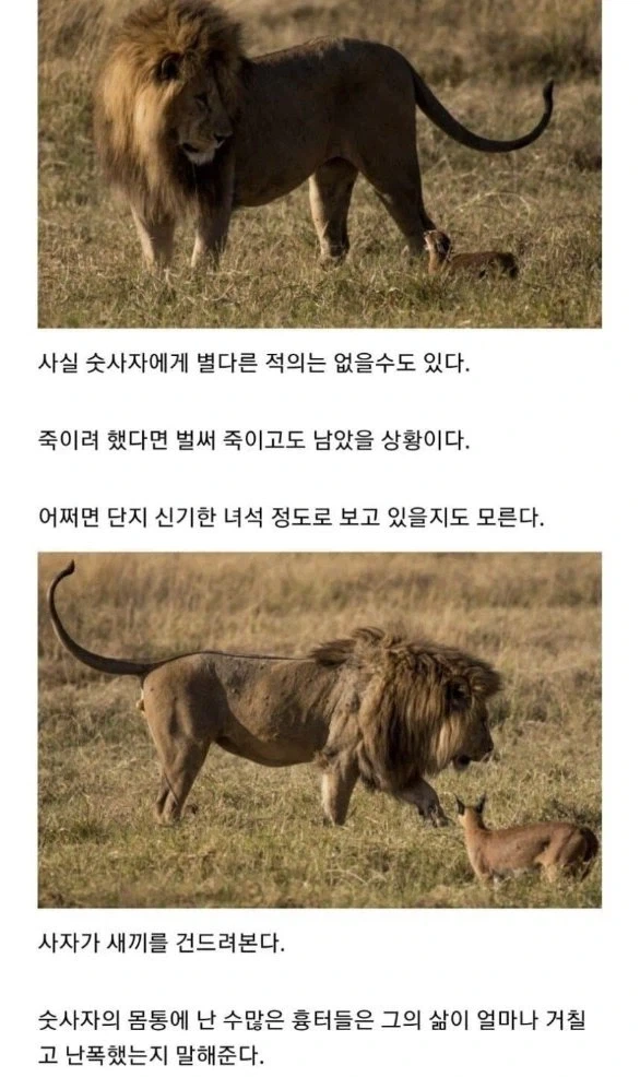 사자의 관심을 받은 카라칼 새끼의 결말._8.webp