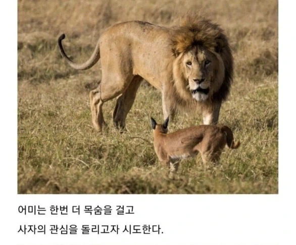 사자의 관심을 받은 카라칼 새끼의 결말._9.webp