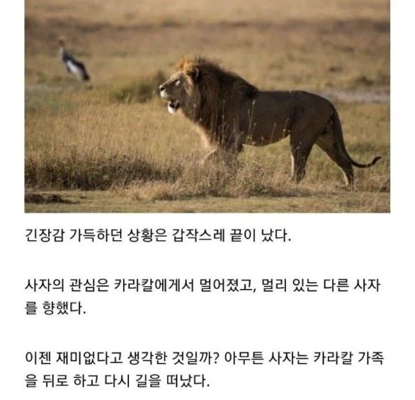 사자의 관심을 받은 카라칼 새끼의 결말._11.webp