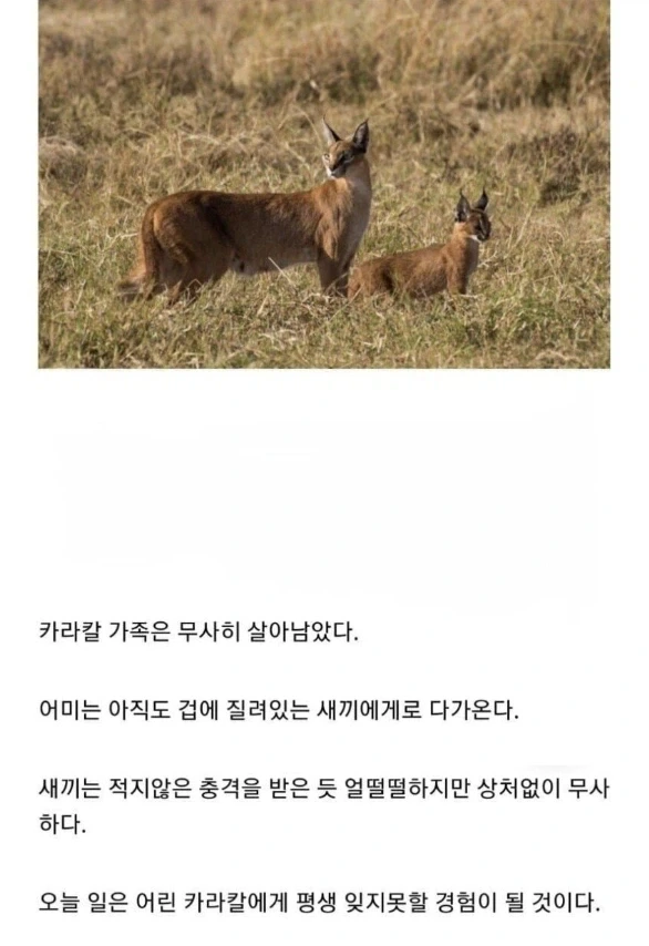 사자의 관심을 받은 카라칼 새끼의 결말._12.webp