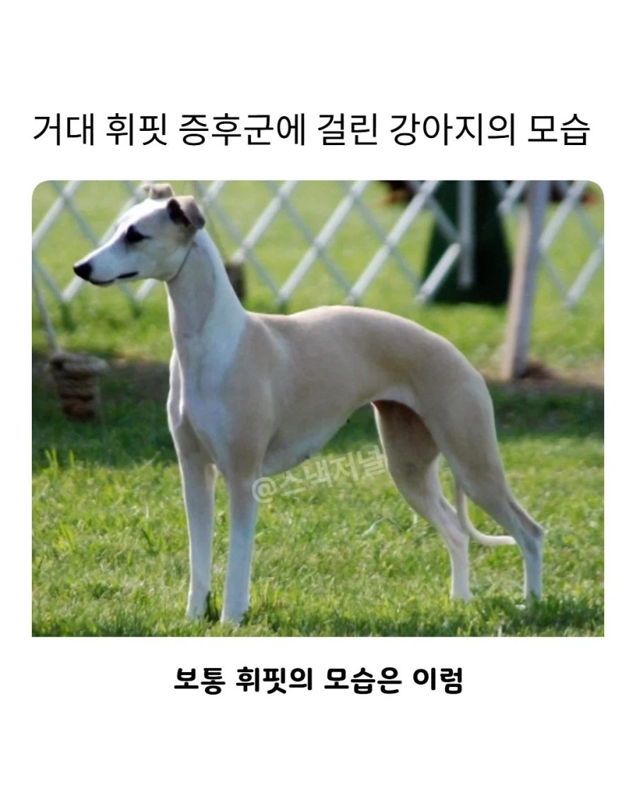 거대 휘핏 증후군에 걸린 댕댕이..._1.webp