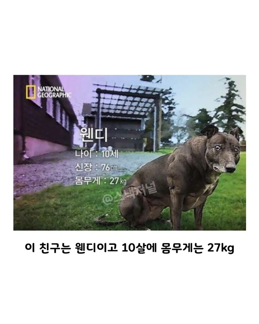 거대 휘핏 증후군에 걸린 댕댕이..._3.webp