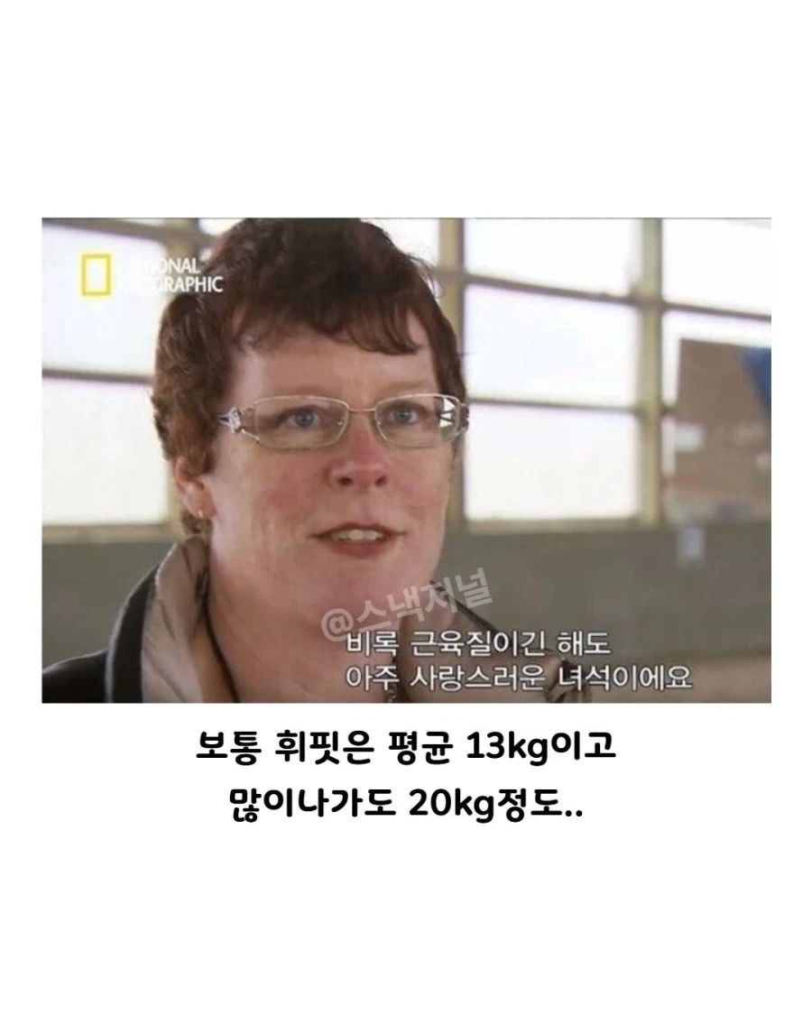 거대 휘핏 증후군에 걸린 댕댕이..._4.webp