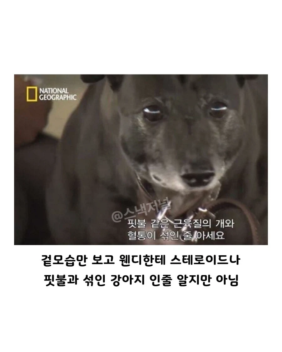 거대 휘핏 증후군에 걸린 댕댕이..._5.webp