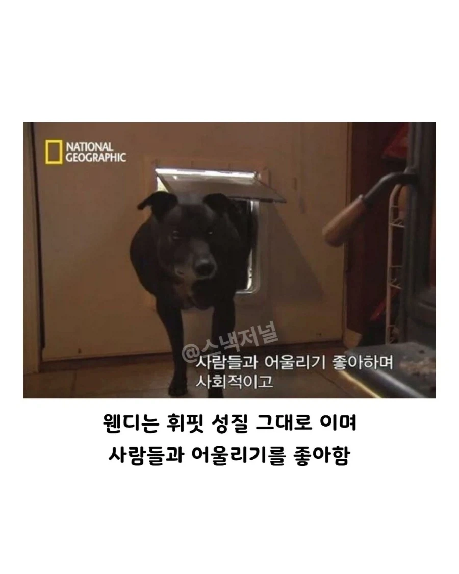 거대 휘핏 증후군에 걸린 댕댕이..._6.webp