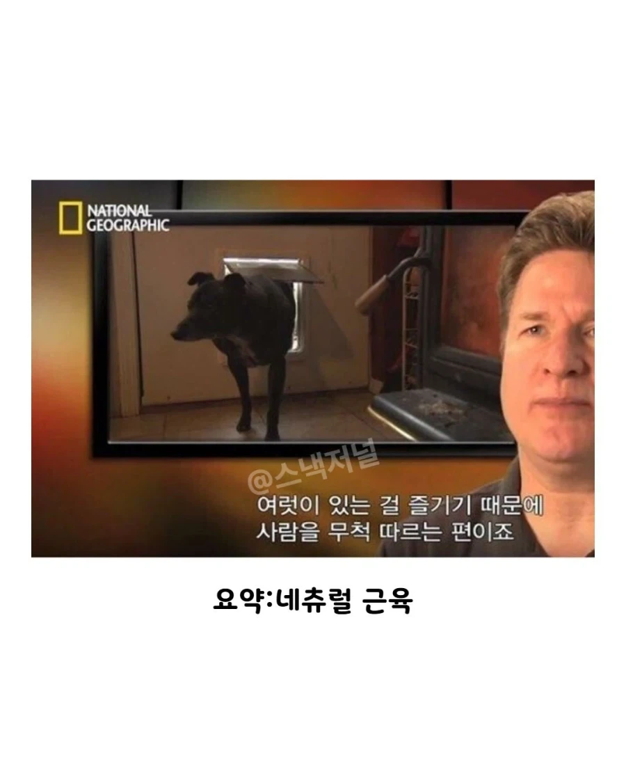 거대 휘핏 증후군에 걸린 댕댕이..._7.webp