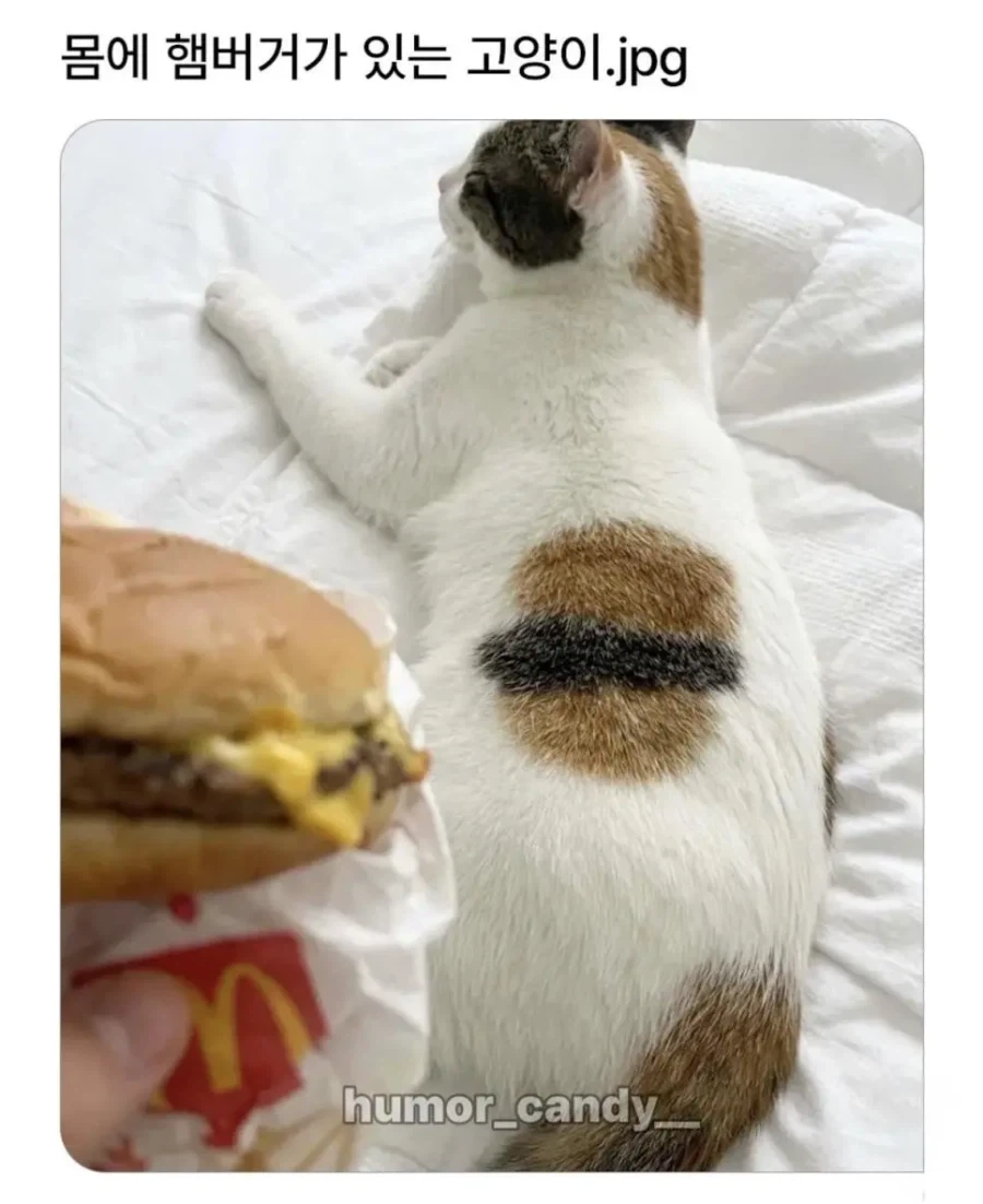 몸에 햄버거가 있는 고양이.jpg_1.webp