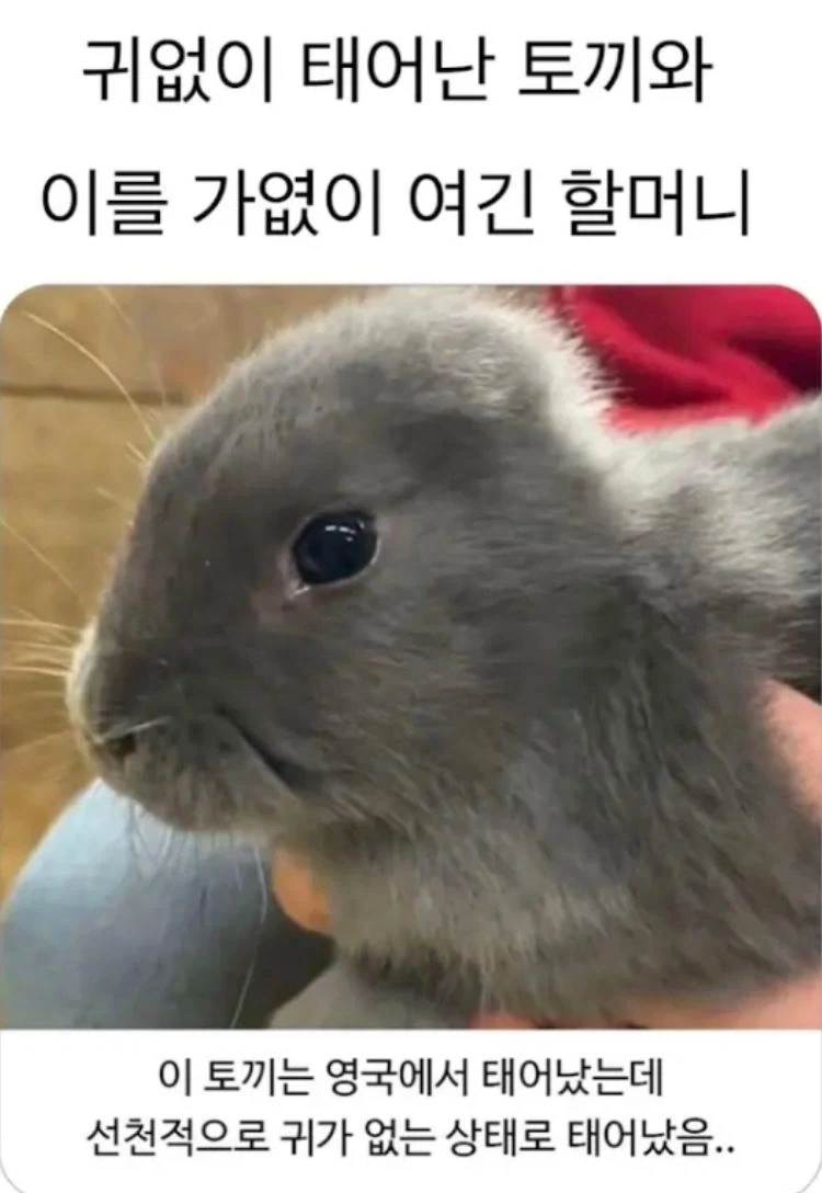 귀가없이 태어난 불쌍한 토끼_1.webp