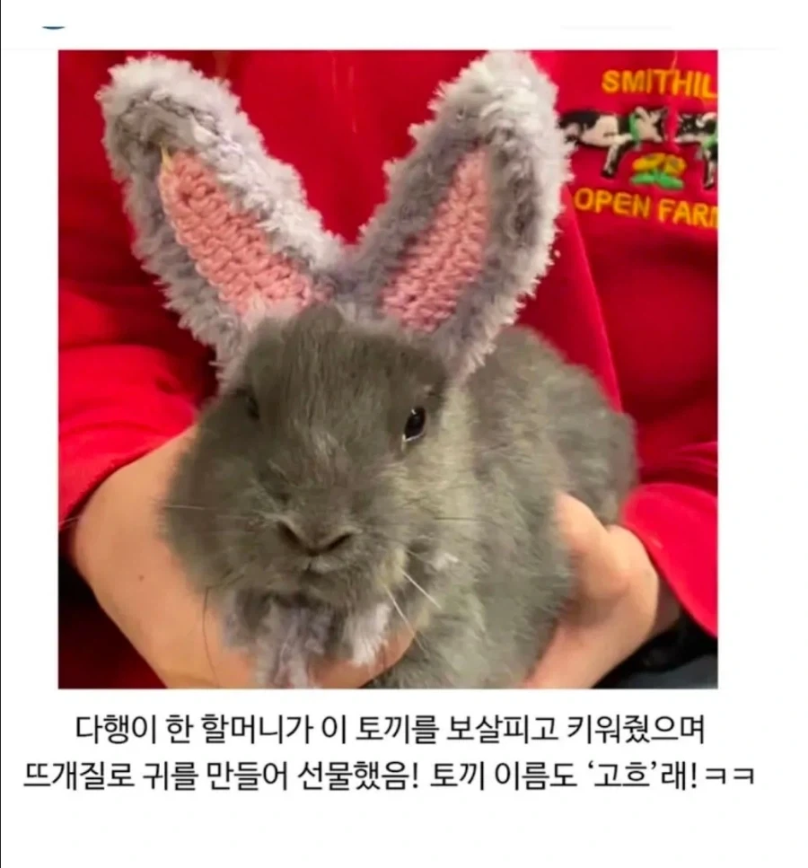 귀가없이 태어난 불쌍한 토끼_2.webp