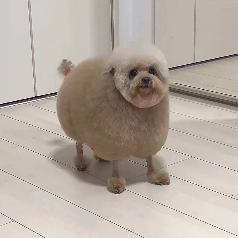닭다리 강아지_2.webp
