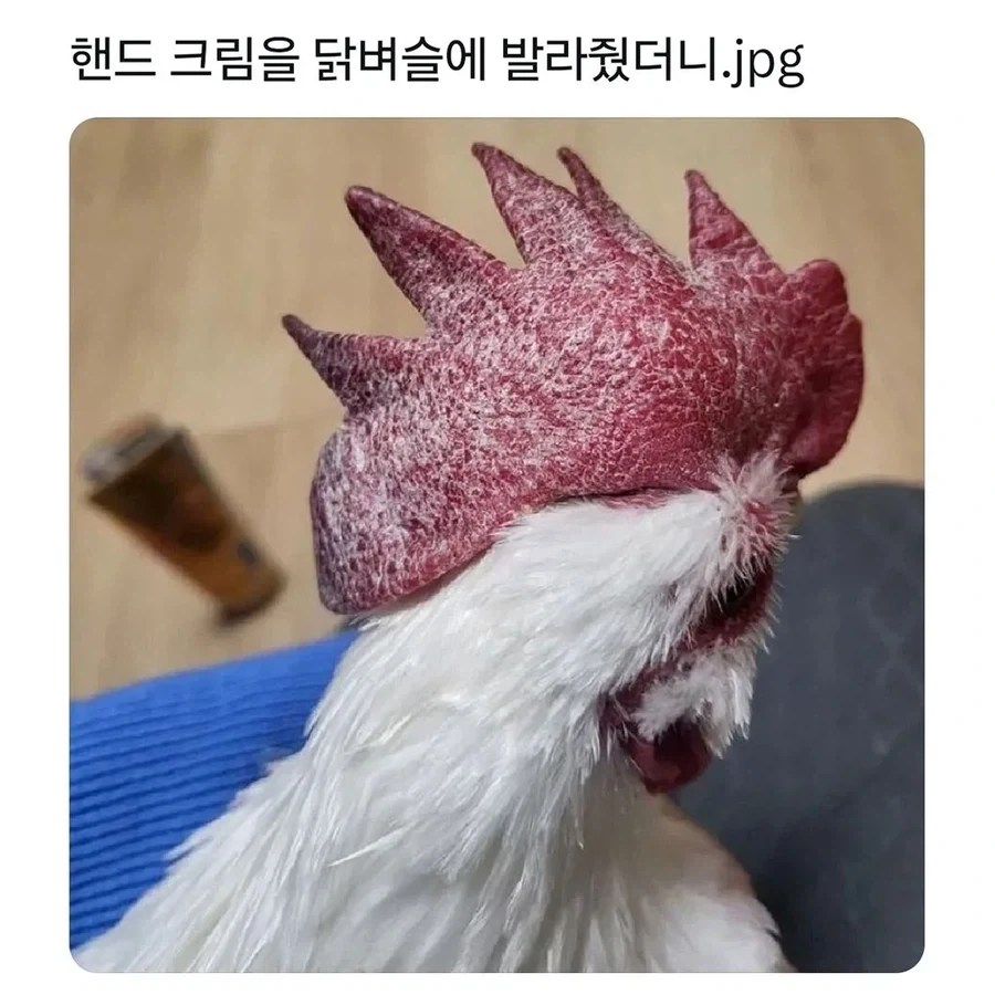 핸드 크림을 닭벼슬에 발라줬더니_1.webp