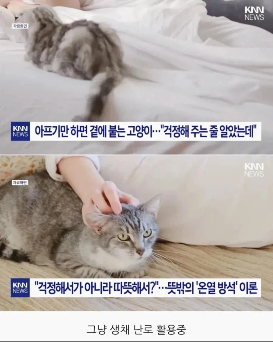 아프기만 하면 곁에 붙는 고양이…