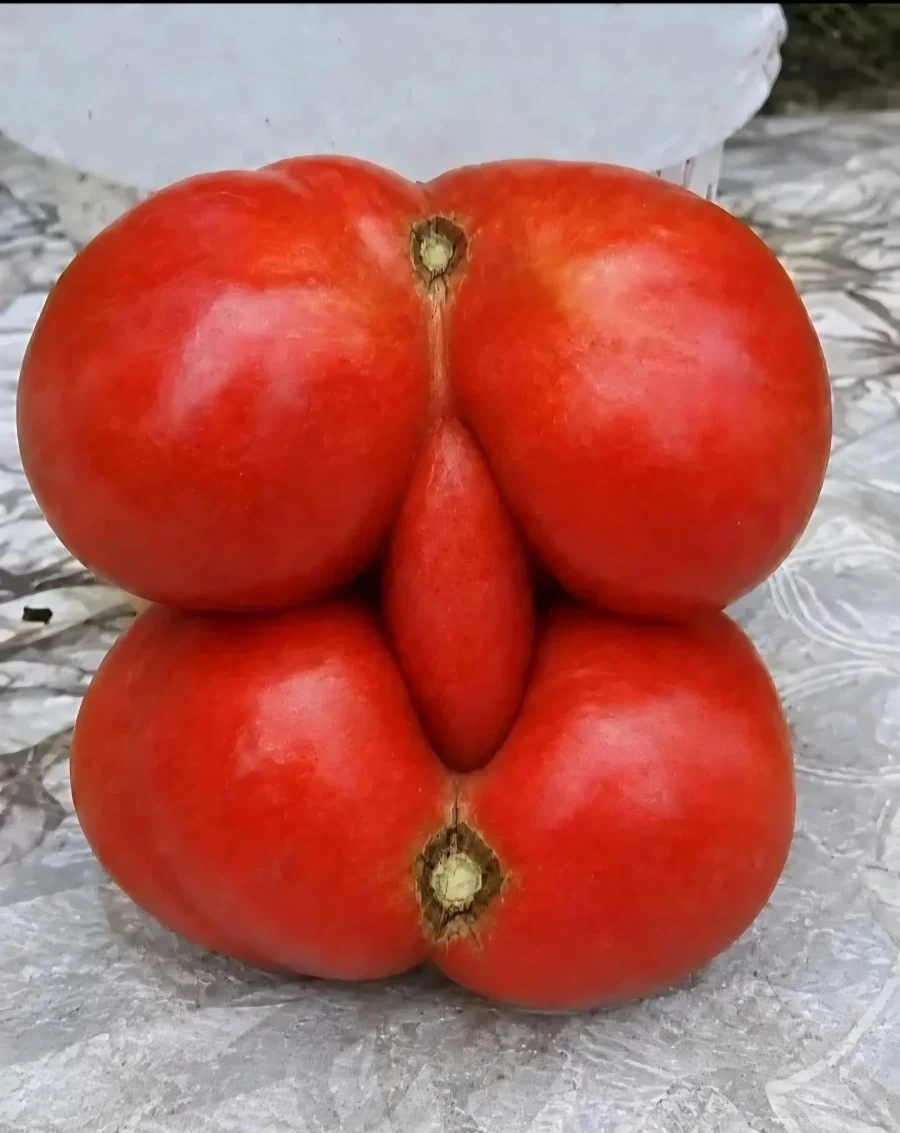 레딧에서 발견한 평범한 토마토짤_1.webp