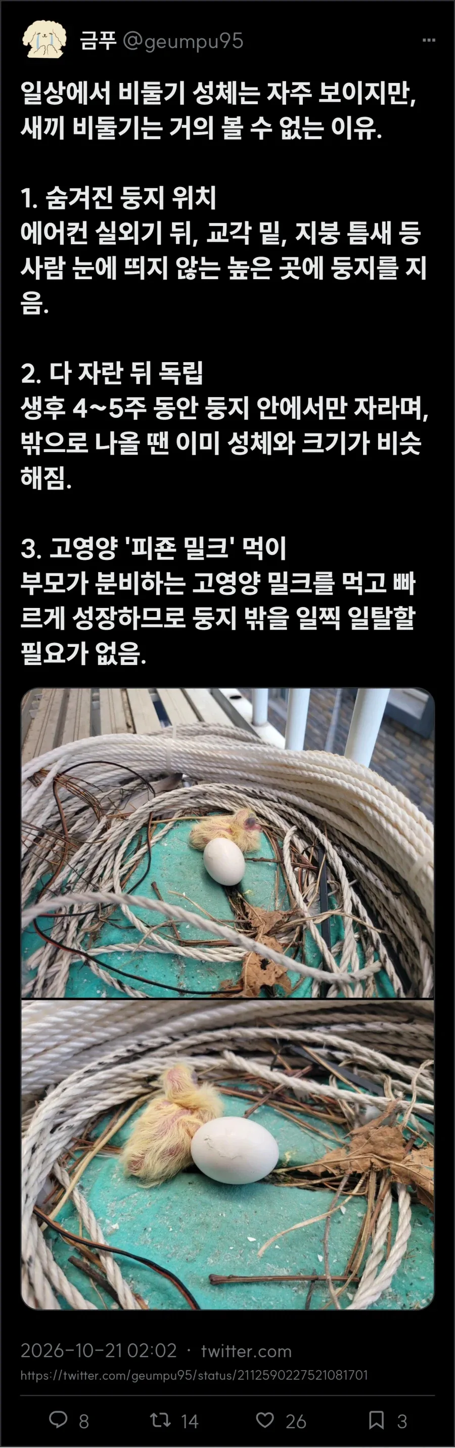 둘기씨는 다리아프면 털썩 주저 앉는다_2.webp