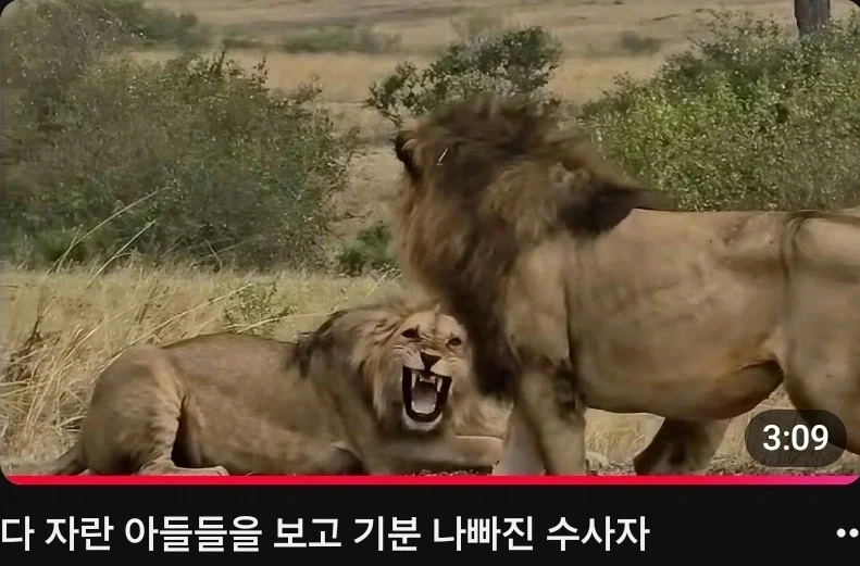 사자가 인정사정 없는 동물인 이유_1.webp