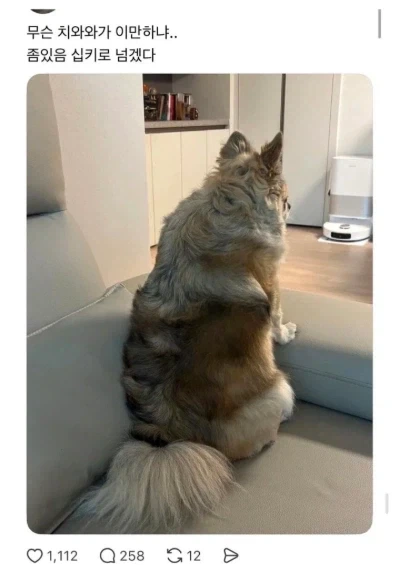 무슨 치와와가 이만하냐_1.webp