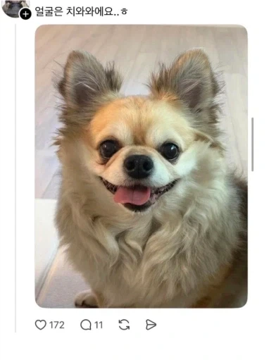 무슨 치와와가 이만하냐_2.webp
