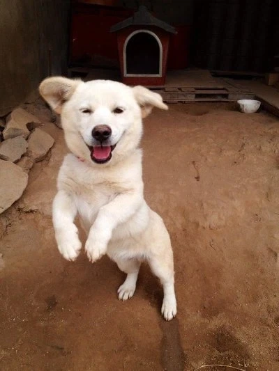 전 개에요_1.webp