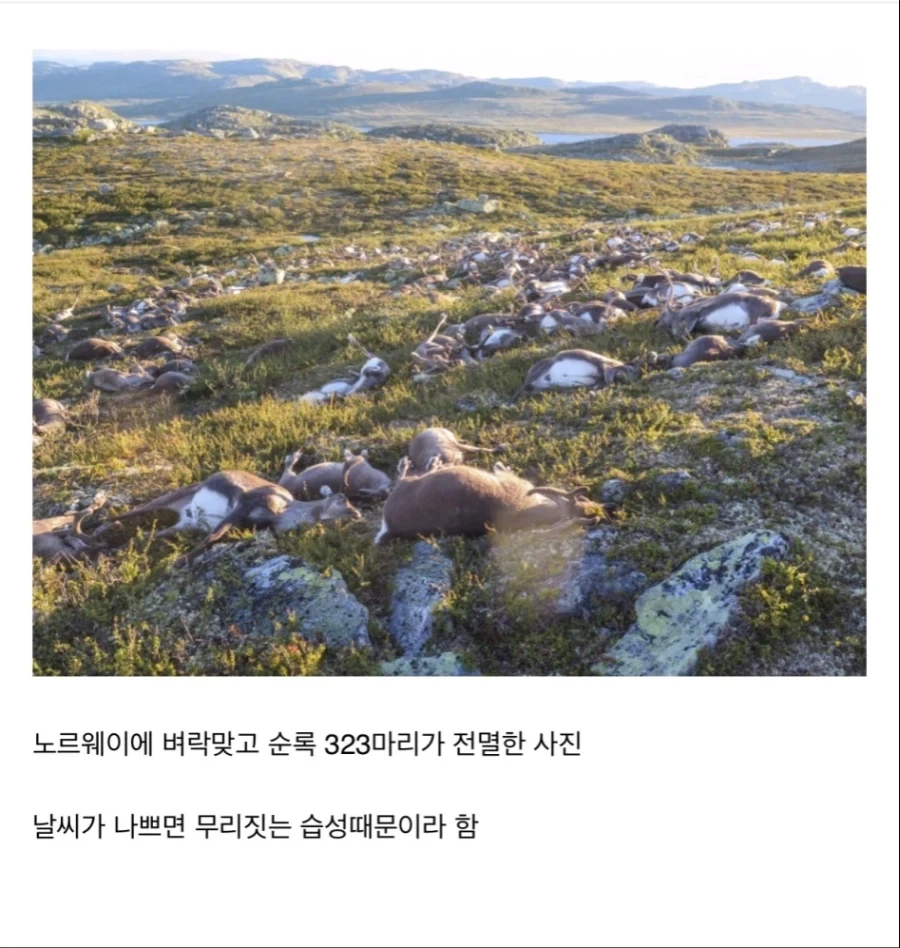 체인라이트닝을 맞은 노루_1.webp
