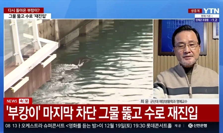 부산 상어 부캉이가 돌아온게 우연일 수가 없는 이유_1.webp