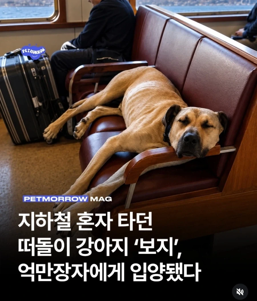 떠돌이 개