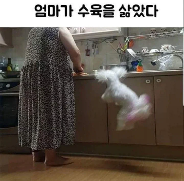 귀여운 댕댕이 짤ㅋㅋㅋㅋㅋ_1.webp