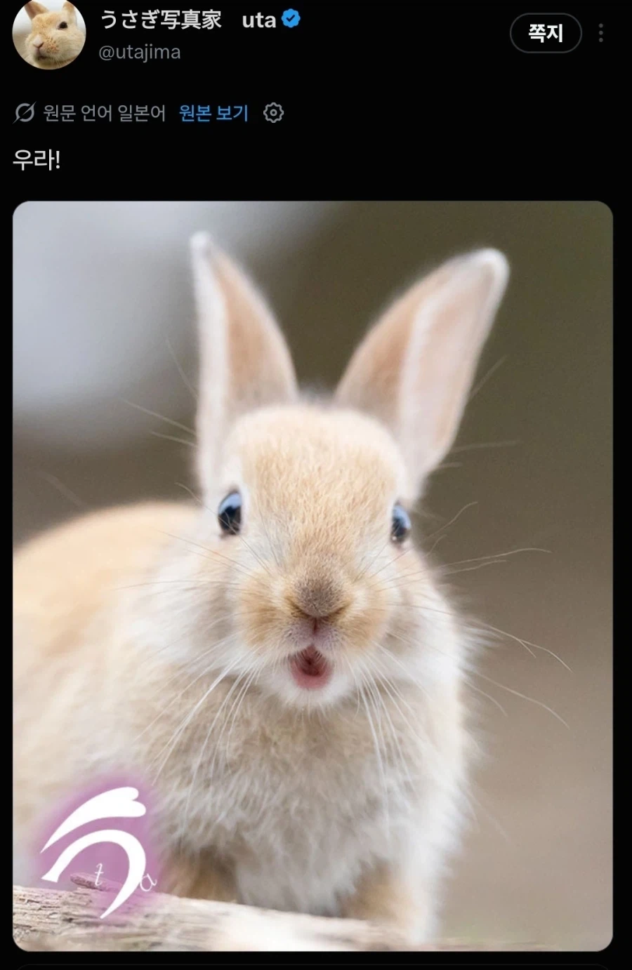 일본 토끼섬 전속 프로 사진사 특_5.webp