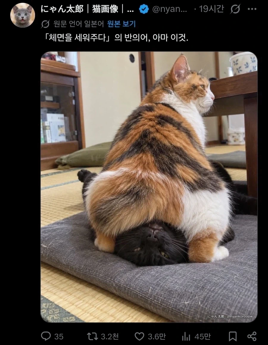 살려주십시오!!! 고양이 처형인님!!!!_1.webp