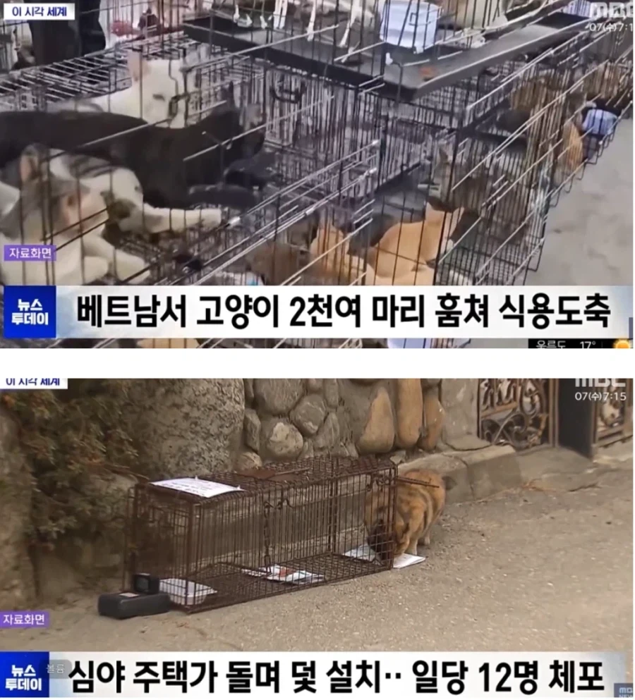 베트남 길고양이들 상황_1.webp