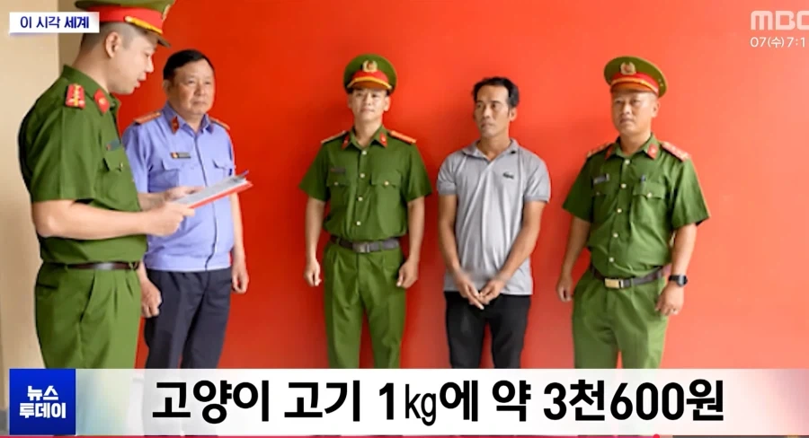 베트남 길고양이들 상황_2.webp
