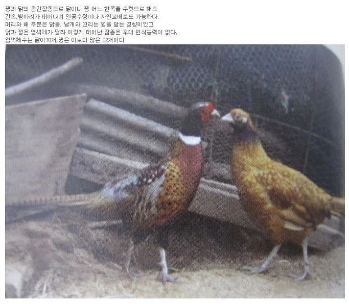 꿩닭_2.webp