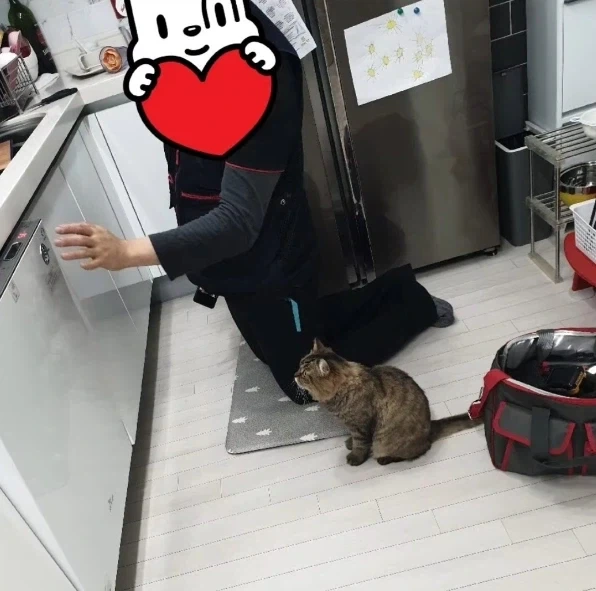 식기세척기 설치 구경하는 고양이_4.webp