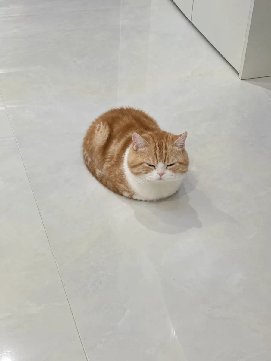 식빵냥..._1.webp