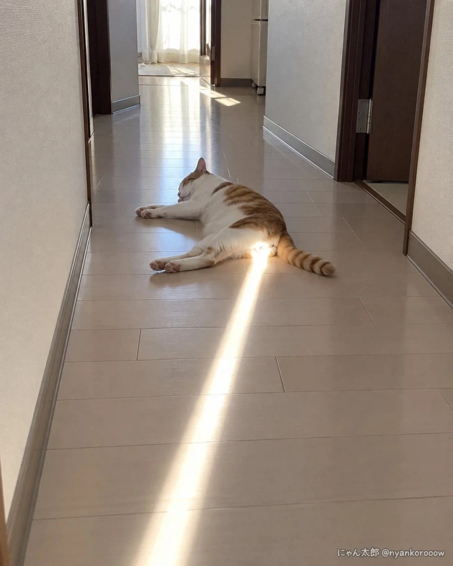고양이 x꼬빔..._1.webp