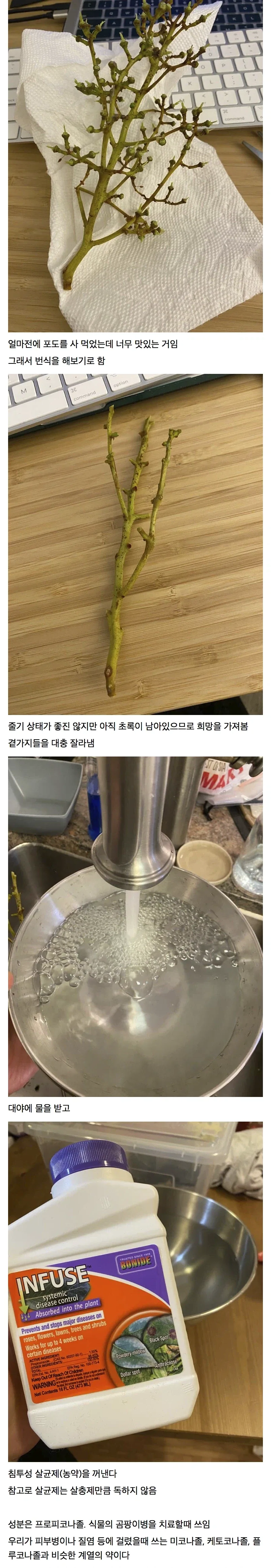 마트에서 사먹은 포도가 맛있어 번식해보았다_1.webp