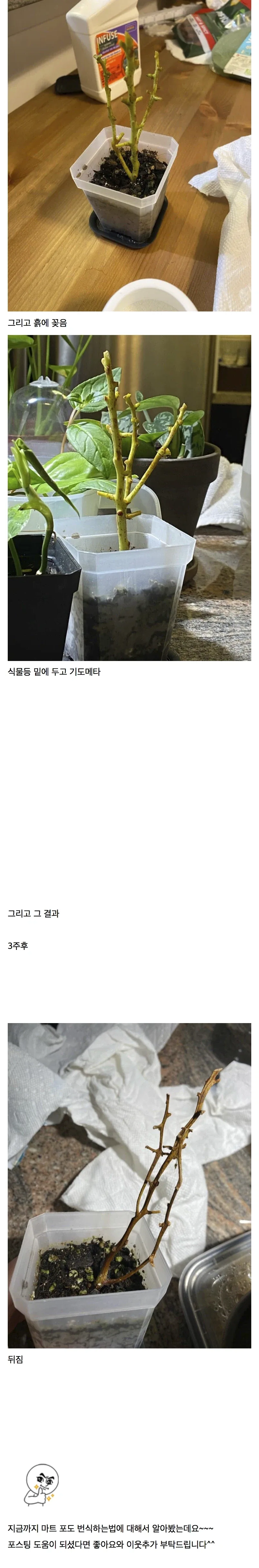 마트에서 사먹은 포도가 맛있어 번식해보았다_2.webp