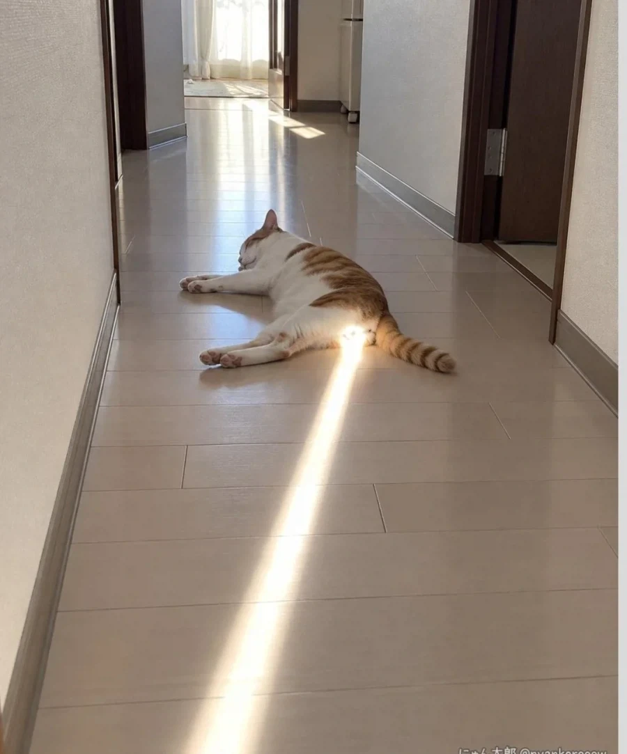 빛나는 고양이 ㅇ알_1.webp