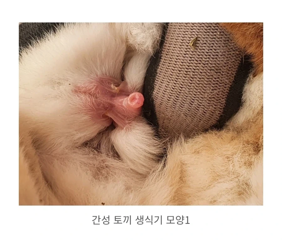 임신이 안되는 토끼_2.webp