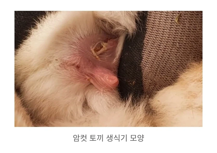 임신이 안되는 토끼_3.webp