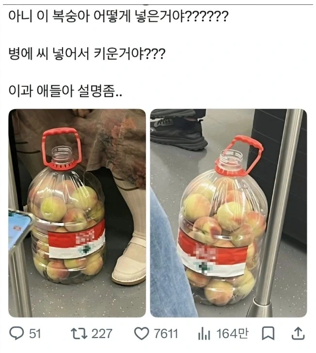 복숭아 어떻게 넣은 거야?_1.webp
