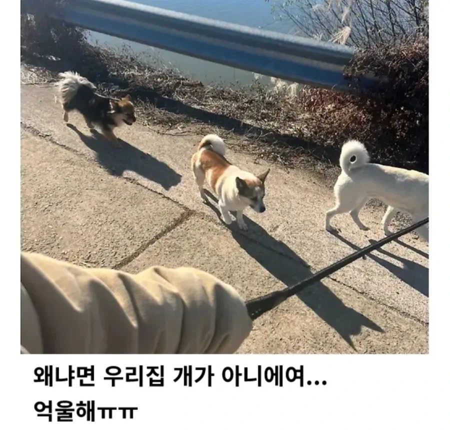 반려견 왜 개목줄 안하고 다니냐고 쿠사리 먹는 견주_3.webp