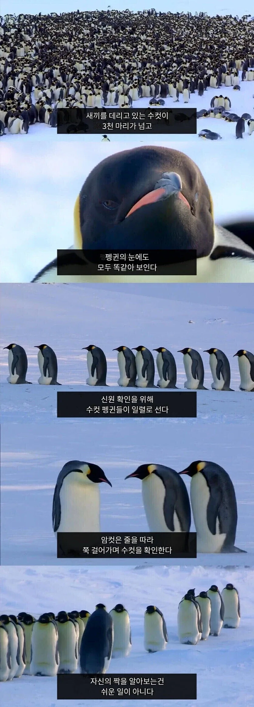 펭귄들의 자식 구별법_1.webp